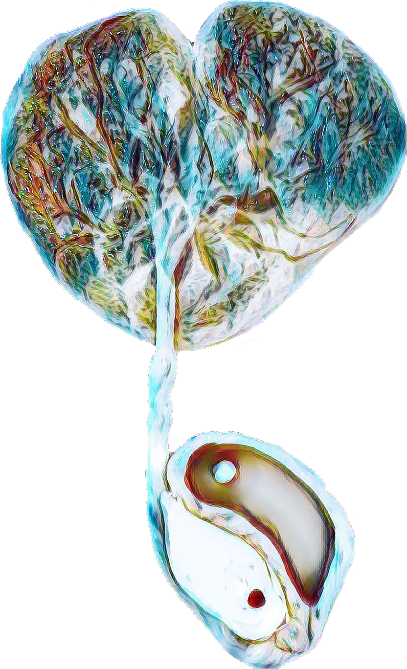Placenta art yin yang